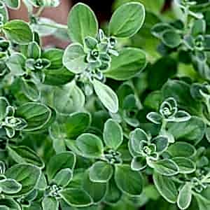 Marjoram