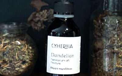 Dandelion (Taraxacum) – The Edible “Weed” That Heals